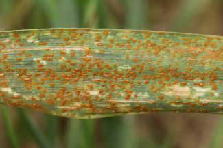 Бурая ржавчина пшеницы